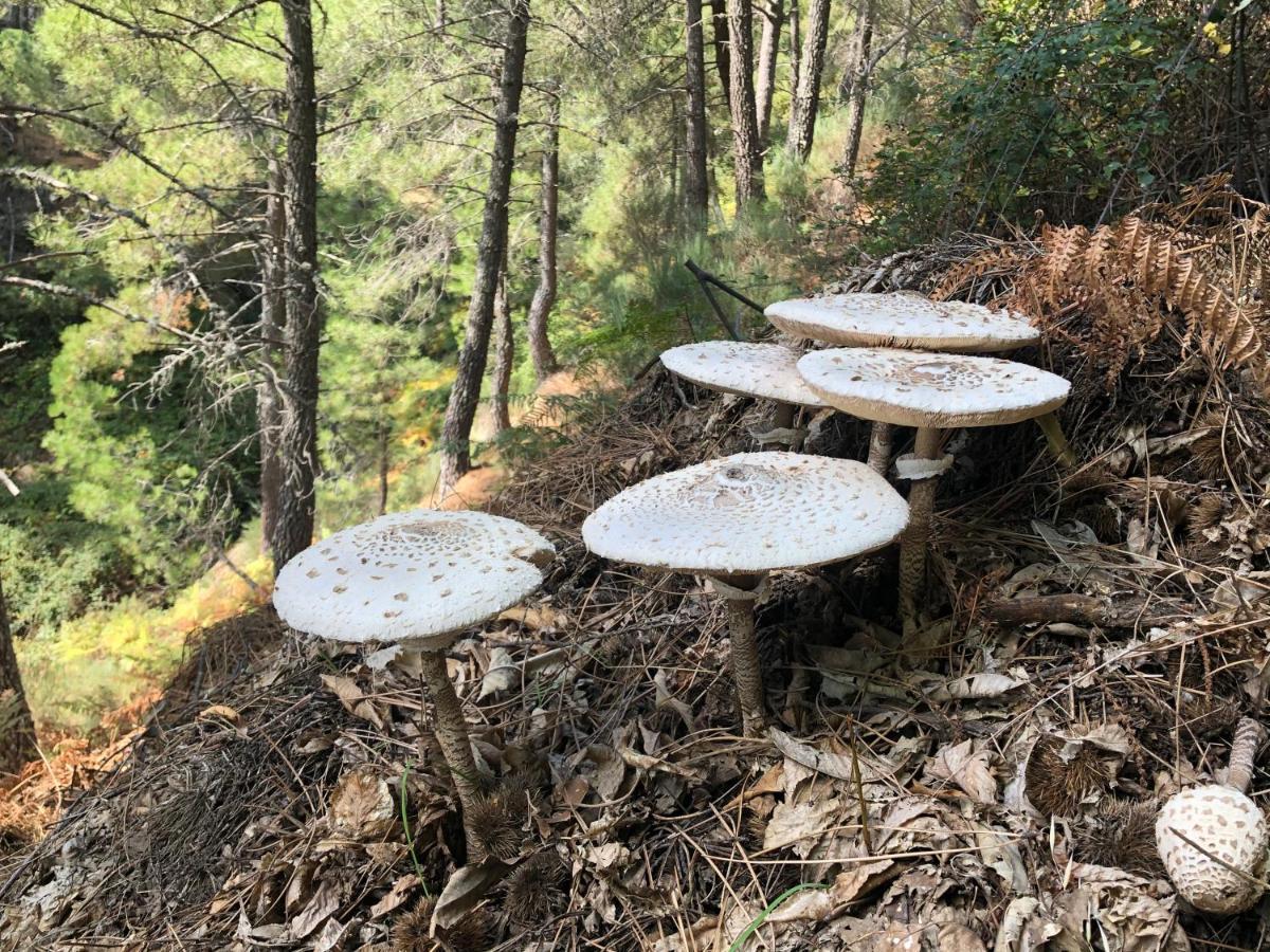 Hotel Barbacedo Mijares  Εξωτερικό φωτογραφία